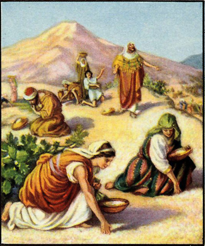 Gathering Manna Exodus 16:14-31